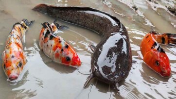Koi Fish and Giant Catfish Pond Adventure for Kids